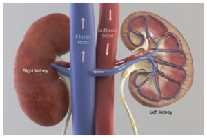 Cogent Legal Medical Litigation Graphics