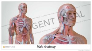 Male Anatomy