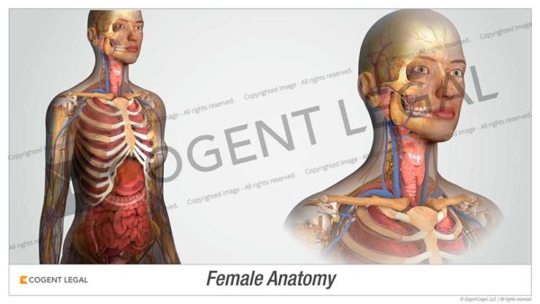 Female Anatomy