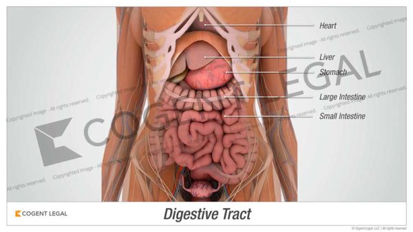 Digestive Tract