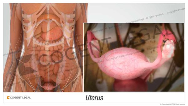 Uterus