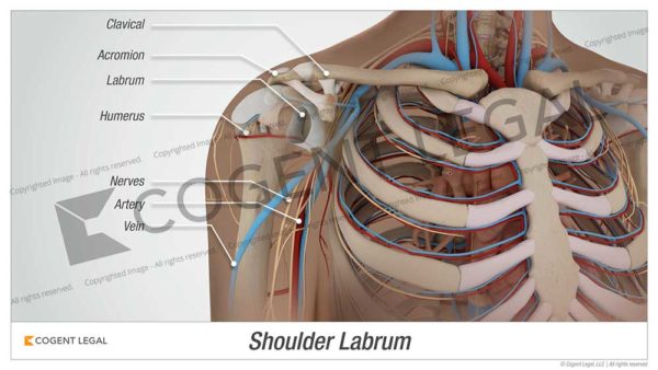 Shoulder Labrum