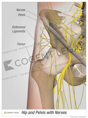 Hip and Pelvis with Nerves