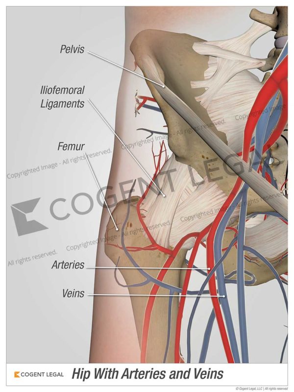 Hip with Arteries and Veins